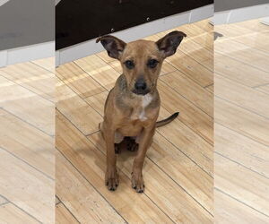 Chipin Dogs for adoption in Wakefield, RI, USA