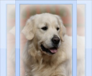 Father of the English Cream Golden Retriever puppies born on 05/05/2023