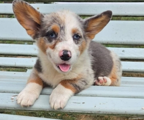 Medium Photo #1 Pembroke Welsh Corgi Puppy For Sale in MILTON, WI, USA