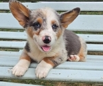 Ocean - Female Pembroke Welsh Corgi Puppy for Sale - Small photo