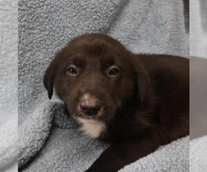 Mutt Dogs for adoption in Thief River Falls, MN, USA