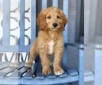 Small #2 Goldendoodle