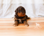 Small Photo #9 Bernedoodle Puppy For Sale in CARLOCK, IL, USA