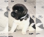 Small Photo #2 Akita Puppy For Sale in INGLIS, FL, USA