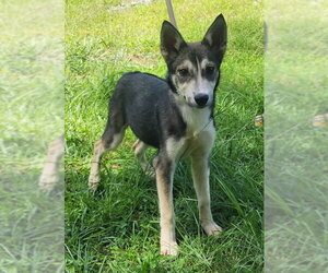 Siberian Husky-Unknown Mix Dogs for adoption in Wetumpka, AL, USA
