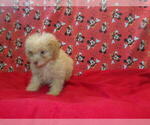 Small #2 F2 Aussiedoodle
