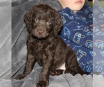 Small Photo #15 Labradoodle Puppy For Sale in JOPLIN, MO, USA