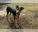Small #13 Doberman Pinscher Mix