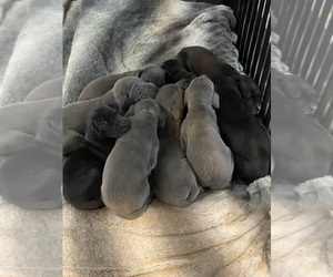 Great Dane Puppy for sale in CRKD RVR RNCH, OR, USA
