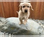 Small Photo #14 Golden Retriever Puppy For Sale in ARLINGTON, WA, USA