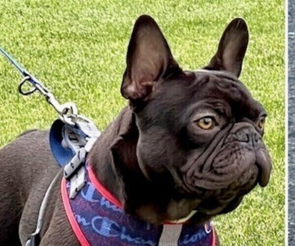 Medium Photo #1 French Bulldog Puppy For Sale in SUNNYSIDE, WA, USA