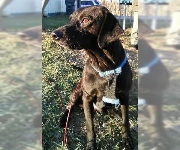 Medium Photo #4 Labrador Retriever-Unknown Mix Puppy For Sale in Aurora, IN, USA
