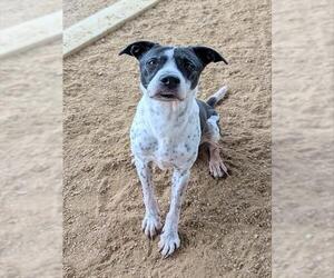Pointer-Unknown Mix Dogs for adoption in Plano, TX, USA