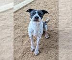 JEREMIAH - Male Pointer-Unknown Mix Dog for Adoption - Small photo
