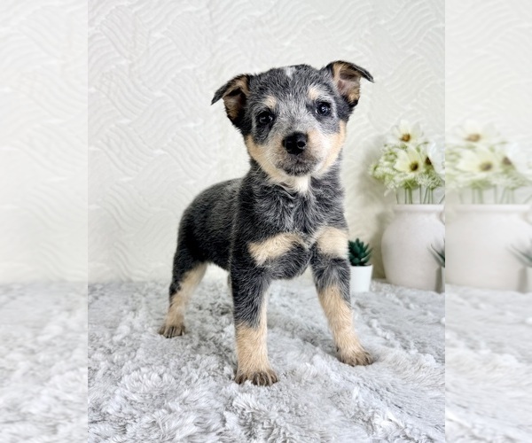 Medium Photo #5 Australian Cattle Dog Puppy For Sale in GREENFIELD, IN, USA