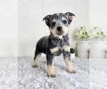 Small #4 Australian Cattle Dog