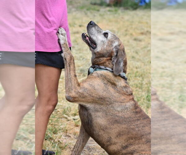 Medium Photo #7 Mutt Puppy For Sale in Brewster, NY, USA
