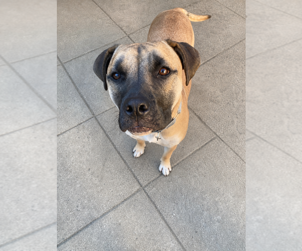 Medium Photo #1 Boxer-Unknown Mix Puppy For Sale in Springdale, PA, USA