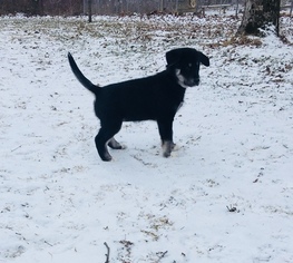 Goberian Puppy for sale in MORGANTOWN, IN, USA