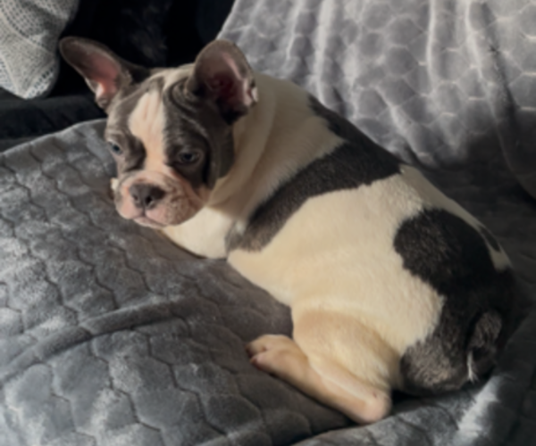 Medium Photo #6 French Bulldog Puppy For Sale in ANTIOCH, CA, USA