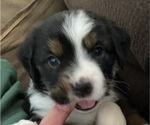 Small Photo #4 Miniature Australian Shepherd Puppy For Sale in PLACERVILLE, CA, USA