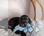 Small Photo #17 Labrador Retriever Puppy For Sale in CAPE CORAL, FL, USA