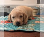 Tan collar - Female Labrador Retriever Puppy for Sale - Photo #3