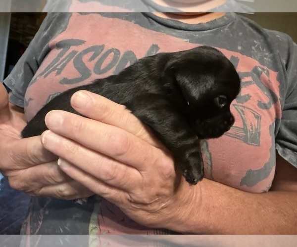 Medium Photo #4 Schweenie Puppy For Sale in DOTHAN, AL, USA