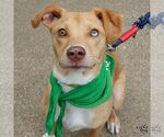 Small #2 Labrador Retriever-Retriever  Mix