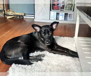 Sunshine - Male German Shepherd Dog-Unknown Mix Dog for Adoption - Photo #26