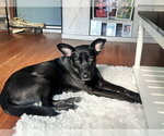 Small #25 German Shepherd Dog Mix