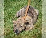Small #2 American Staffordshire Terrier-Mastiff Mix