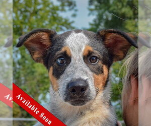 Beagle-Red Heeler Mix Dogs for adoption in Huntley, IL, USA
