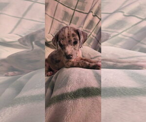 Black Mouth Cur-Unknown Mix Dogs for adoption in New London, WI, USA