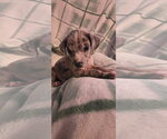Small Black Mouth Cur Mix
