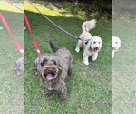 Small Photo #5 Aussiedoodle Miniature  Puppy For Sale in Garner, NC, USA