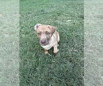 Small #1 Golden Labrador