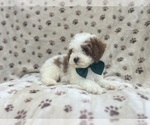 Small #4 Cavapoo