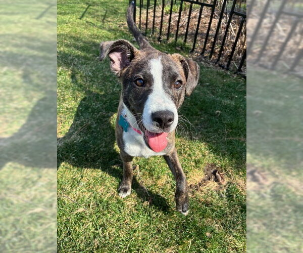 Medium Photo #13 Mutt Puppy For Sale in Plainfield, IL, USA