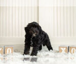 Small Photo #4 Miniature Australian Shepherd-Poodle (Toy) Mix Puppy For Sale in WARSAW, IN, USA