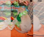 Small Photo #58 Great Dane Puppy For Sale in SPRAGGS, PA, USA