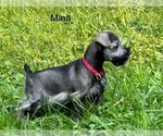 Small Photo #13 Schnauzer (Miniature) Puppy For Sale in DELAFIELD, WI, USA