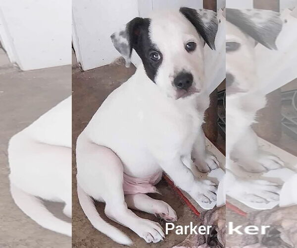 Medium Photo #38 Mutt Puppy For Sale in Holly Springs, NC, USA
