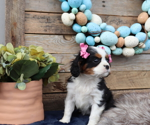 Cavalier King Charles Spaniel Puppy for sale in HONEY BROOK, PA, USA