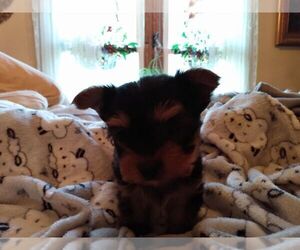Doberman Pinscher Puppy for sale in LE ROY, KS, USA
