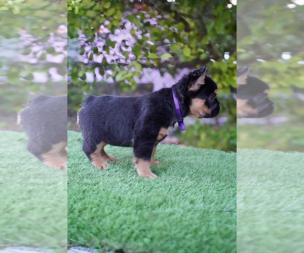 Medium Photo #10 French Bulldog Puppy For Sale in POMPANO BEACH, FL, USA
