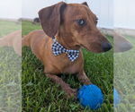 Small #6 Dachshund