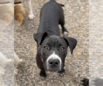Small #1 Mutt