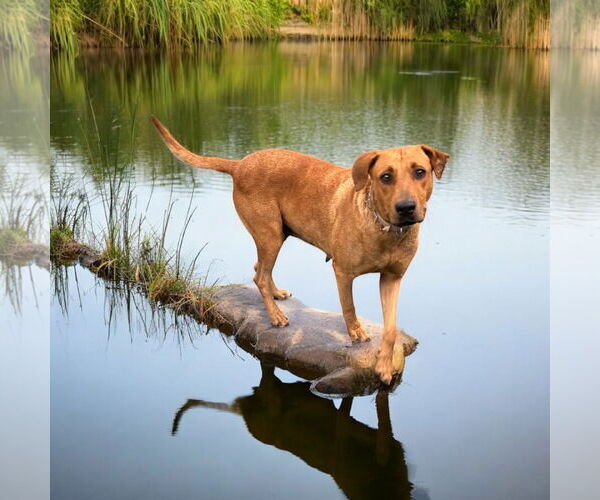 Medium Photo #1 Labrador Retriever Puppy For Sale in Menifee, CA, USA