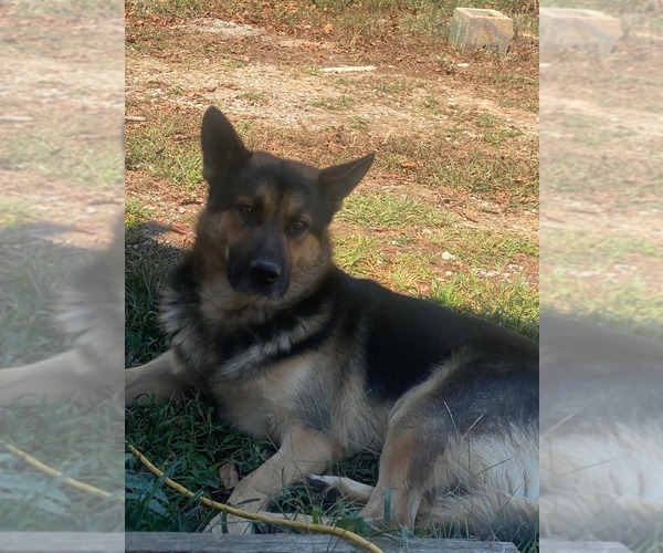 Medium Photo #1 Gerberian Shepsky Puppy For Sale in HAYDEN, AL, USA